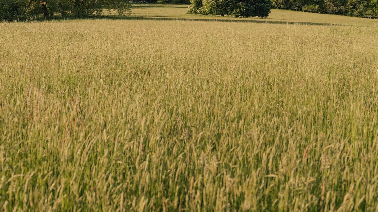 Photo of Others in Pluneret