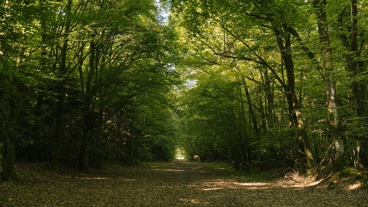 Photo of Others in Pluneret
