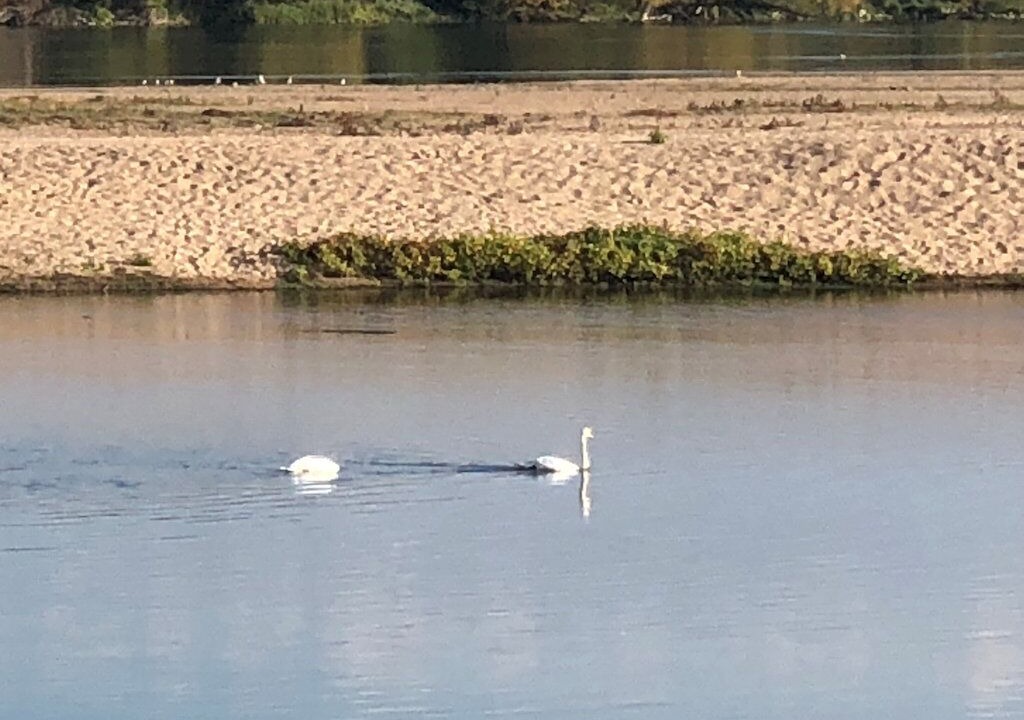 Photo of Others in Candes-Saint-Martin
