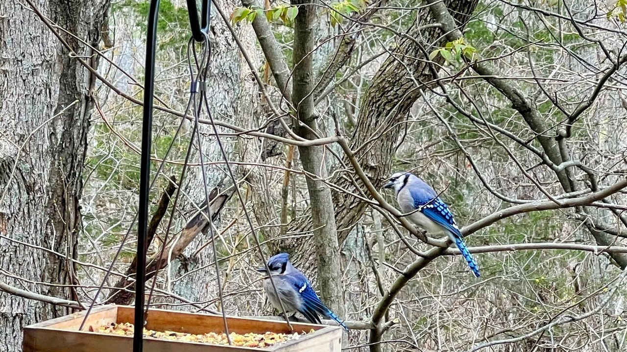 Photo of Others in Avoca