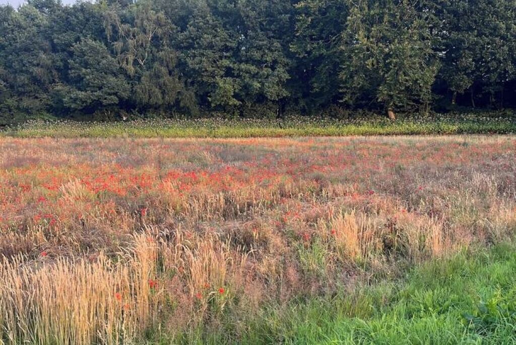 Photo of Others in Shincliffe