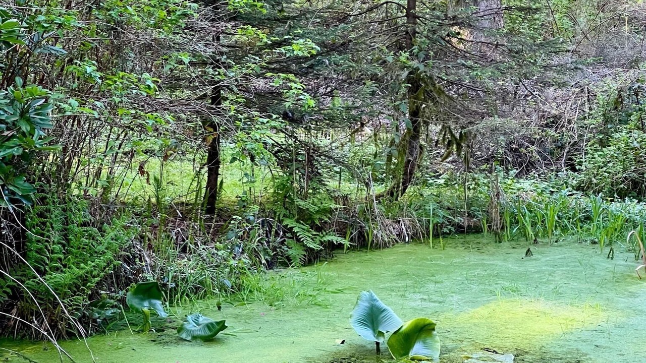 Photo of Outdoor in Lake Stevens