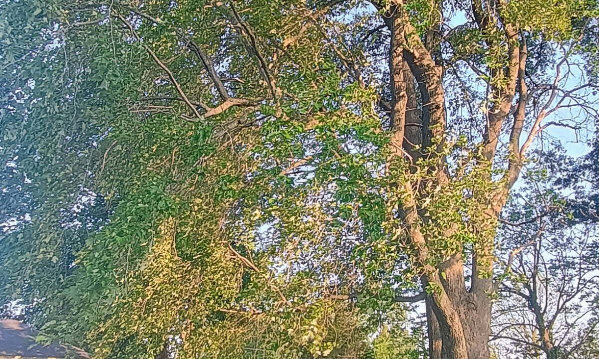 Photo of Outdoor in Blytheville