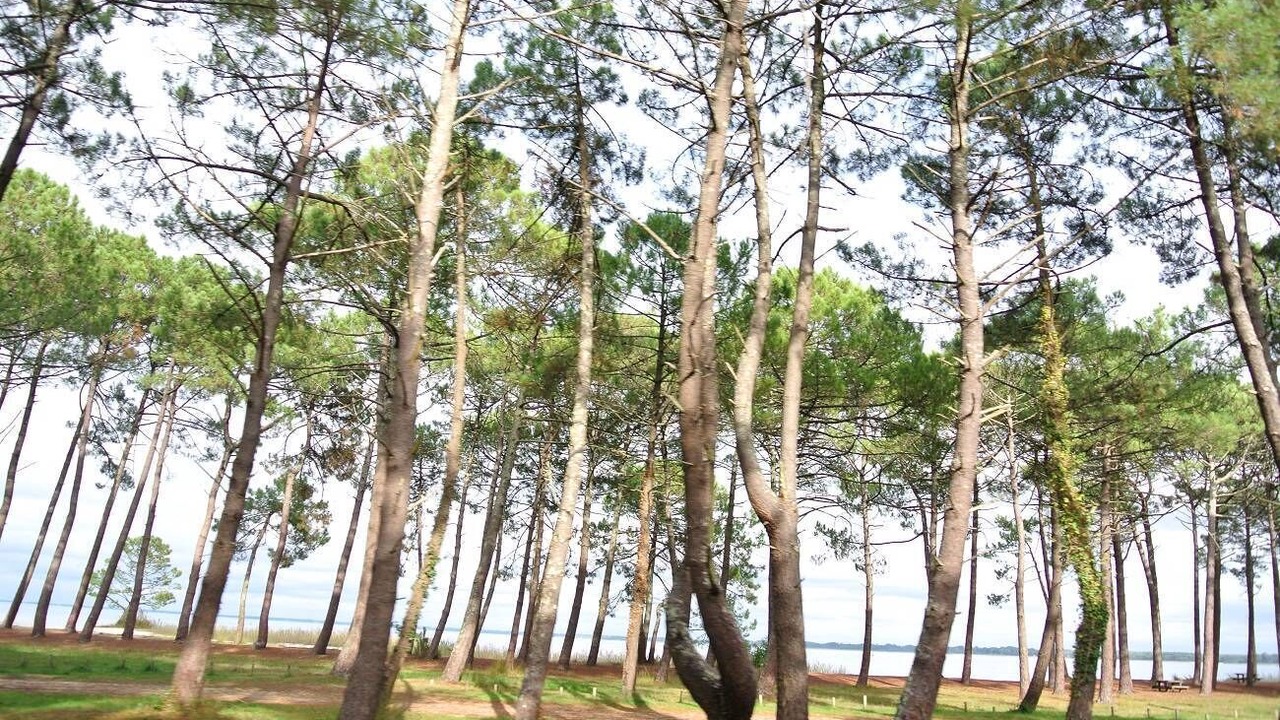 Photo of Others in Sanguinet