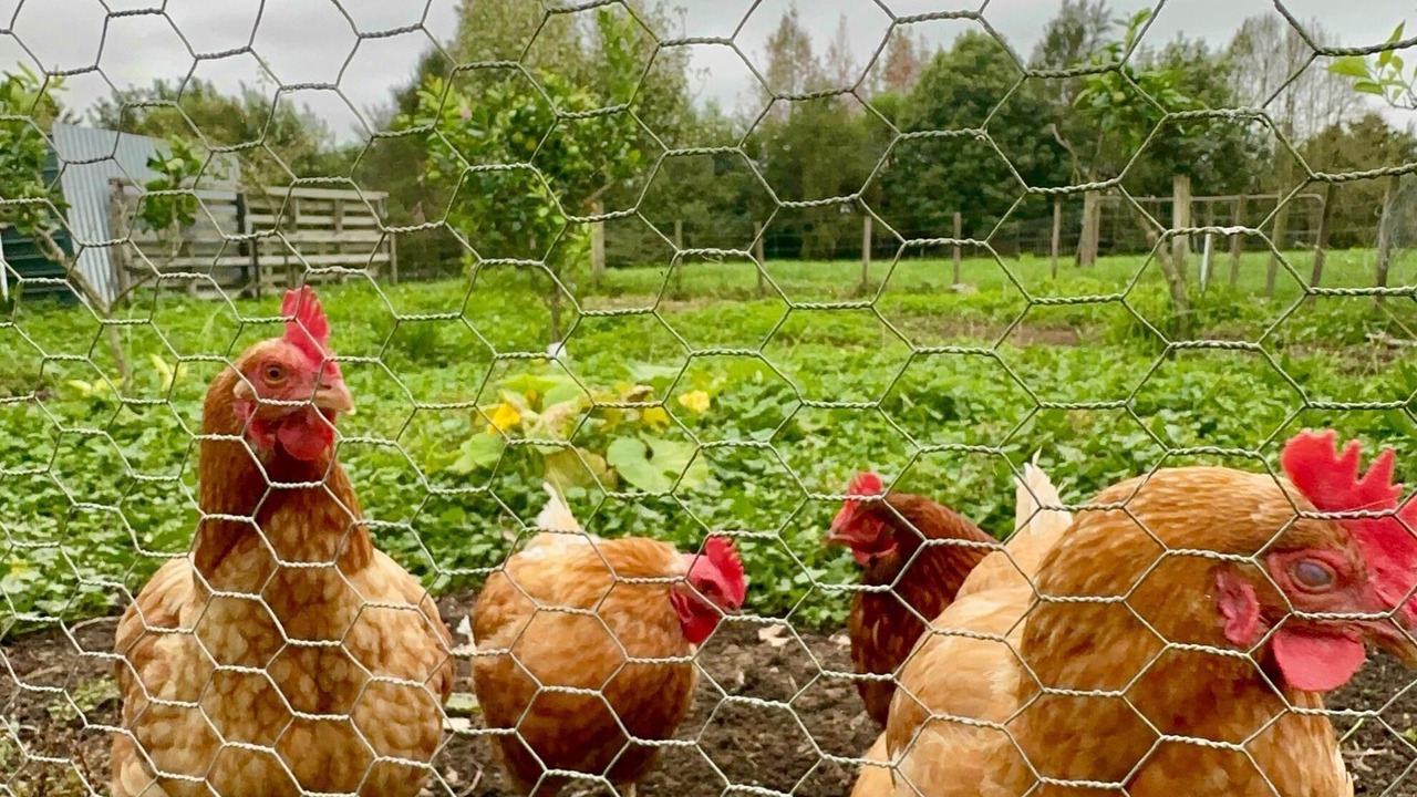 Photo of Others in Te Poi