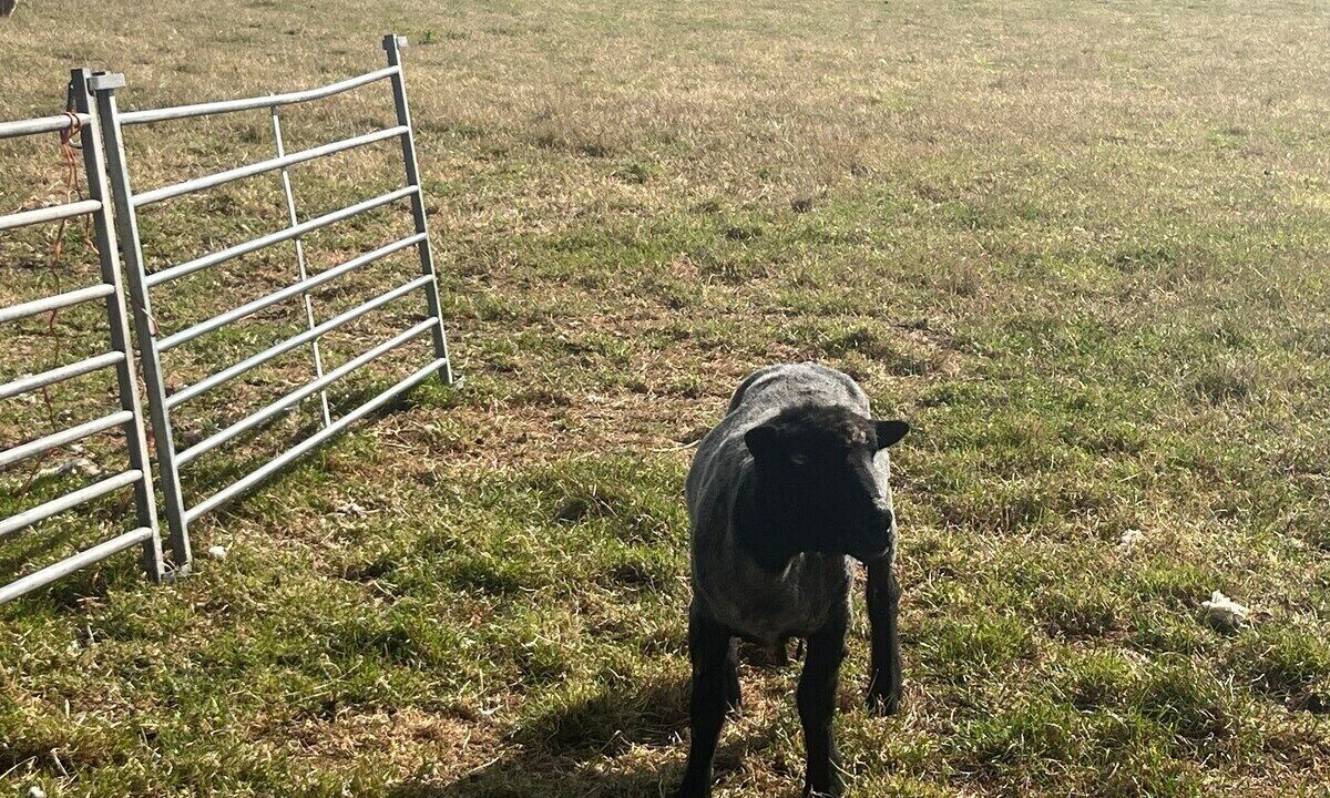 Photo of Others in Manningtree