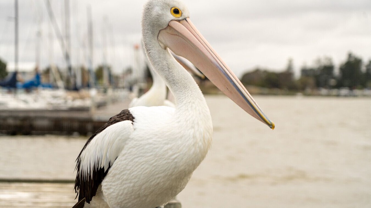 Photo of Others in Goolwa South