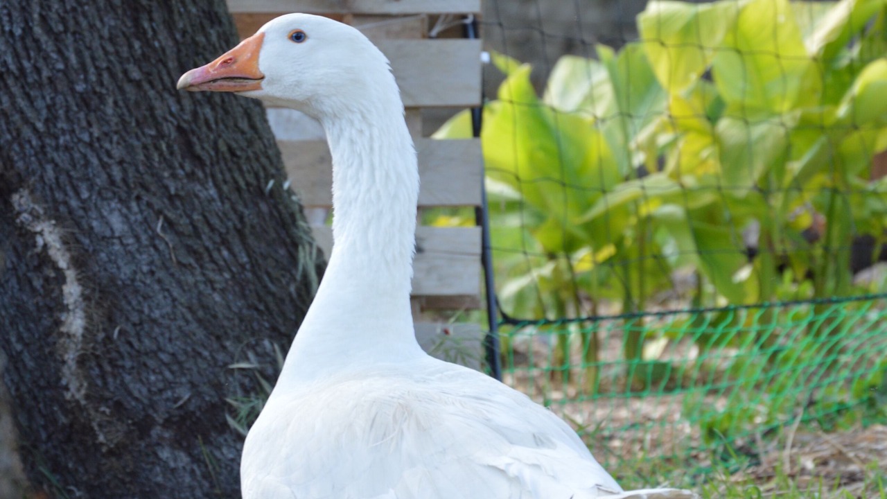 Photo of Others in Saint-Jean-de-Ceyrargues