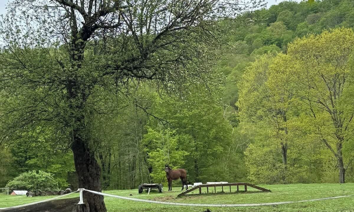 Photo of Others in Lanesville