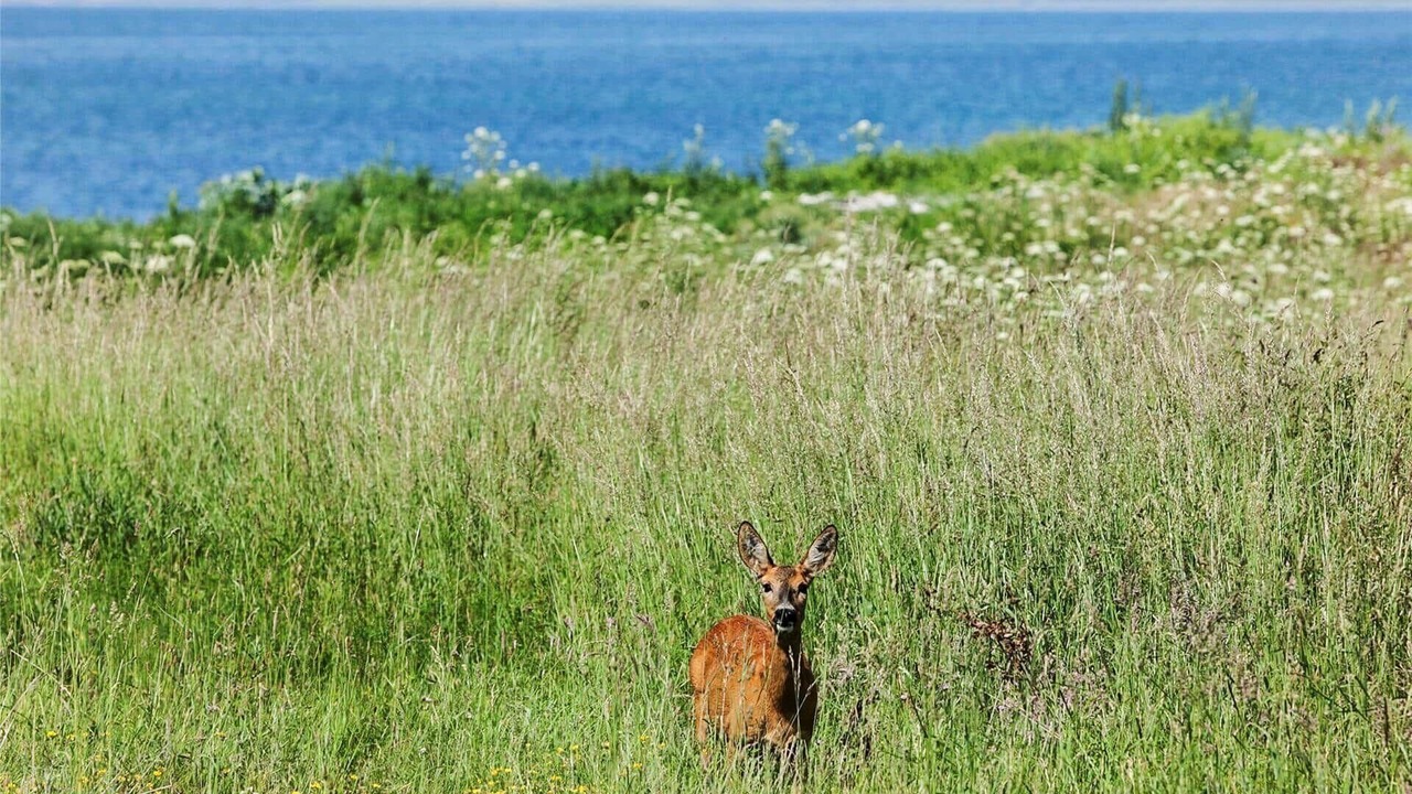 Photo of Others in Reersø
