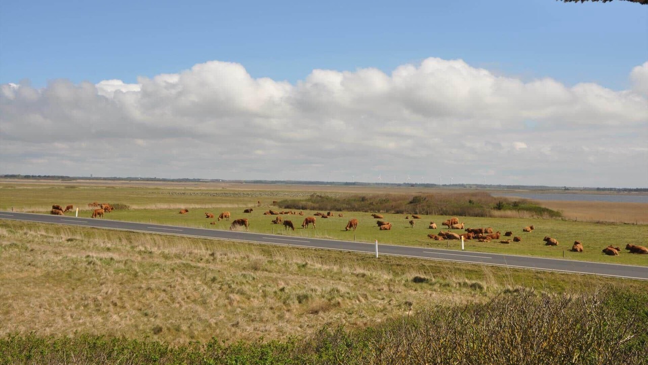Photo of Others in Vedersø Klit