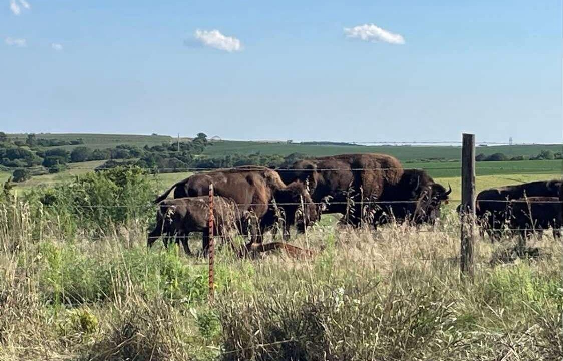 Photo of Others in Buffalo County