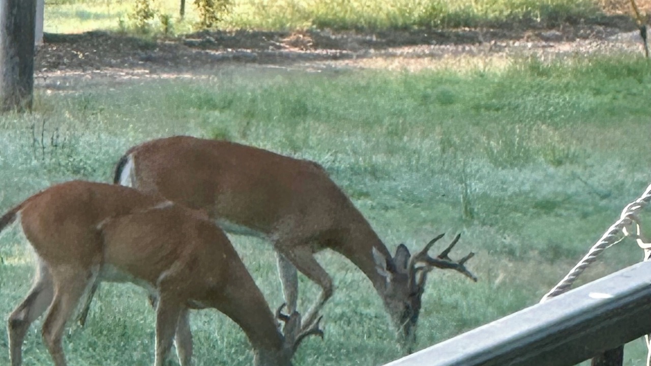 Photo of Others in Pineville