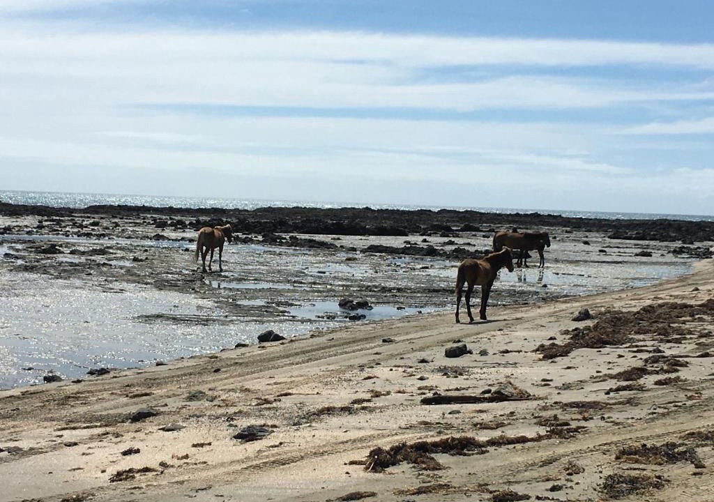 Photo of Others in Ahipara