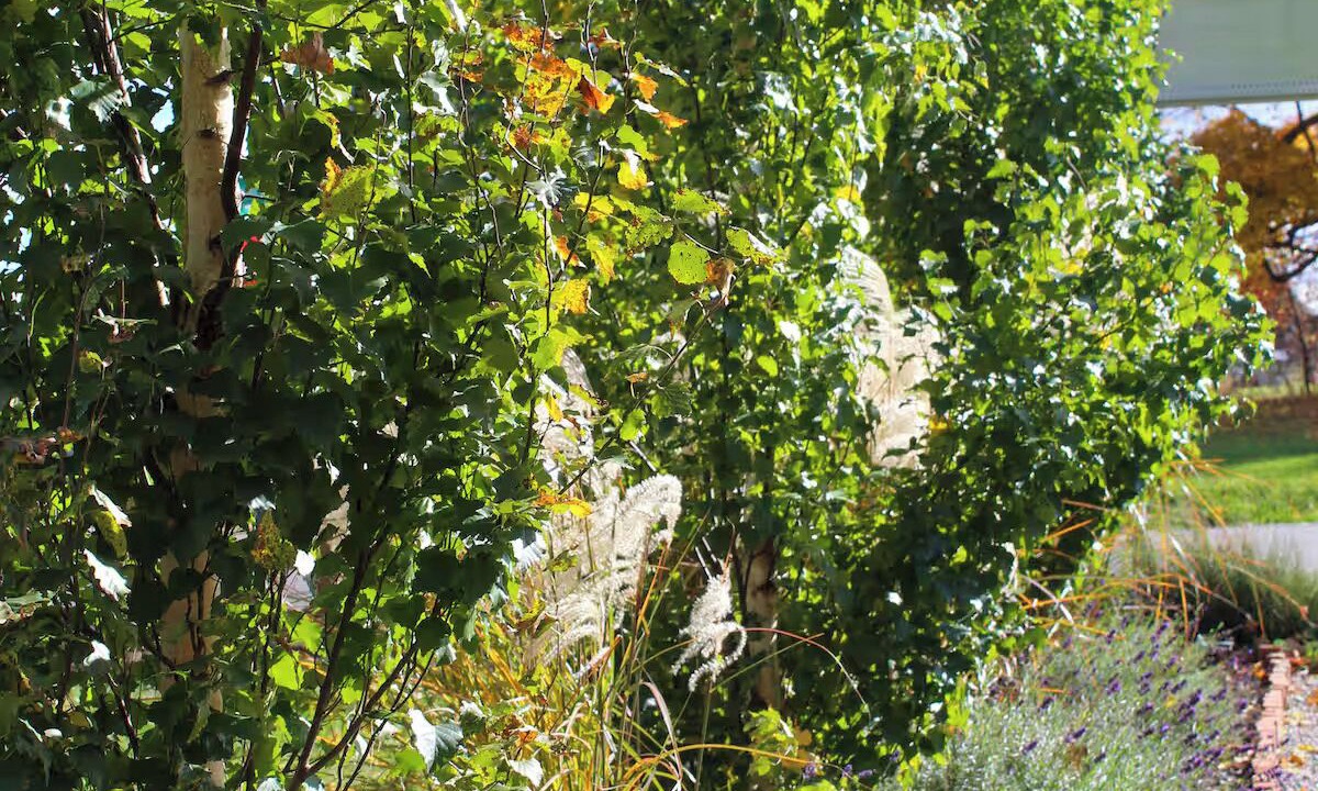 Photo of Outdoor in Clifton