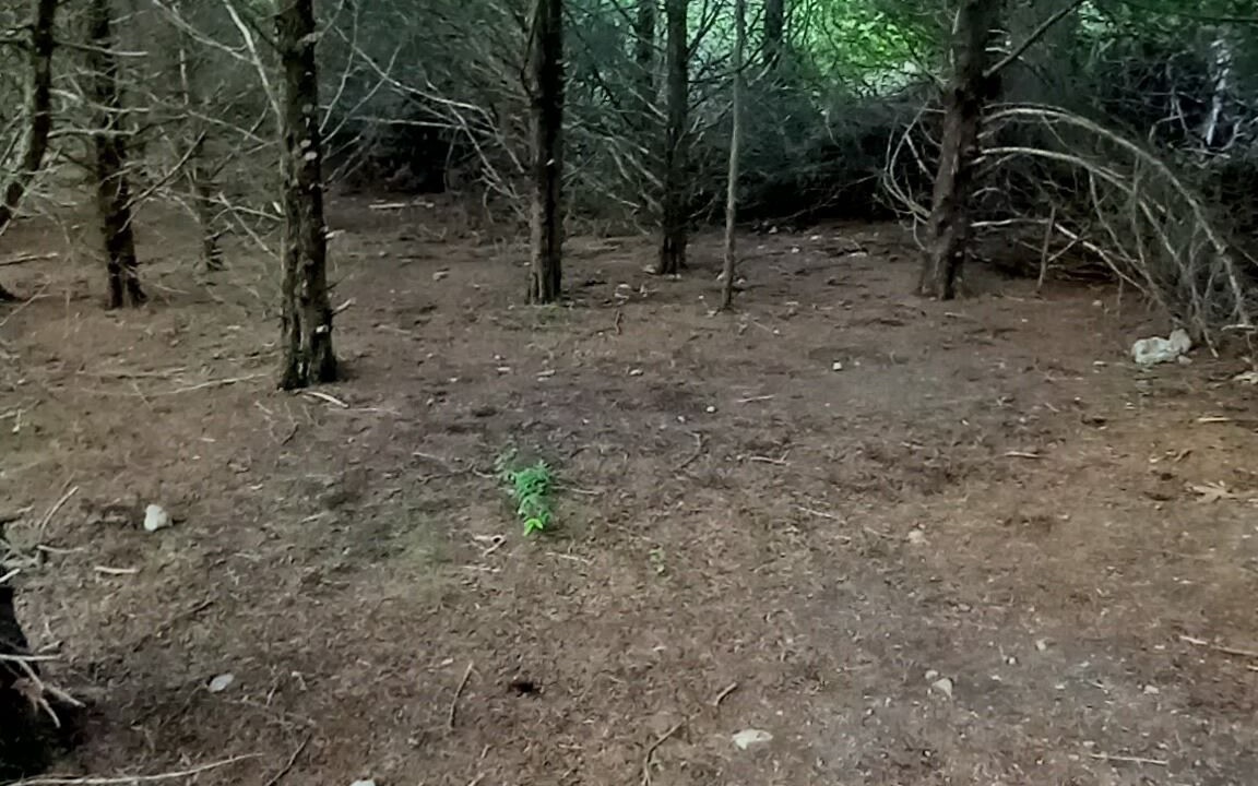 Photo of Others in Elkland