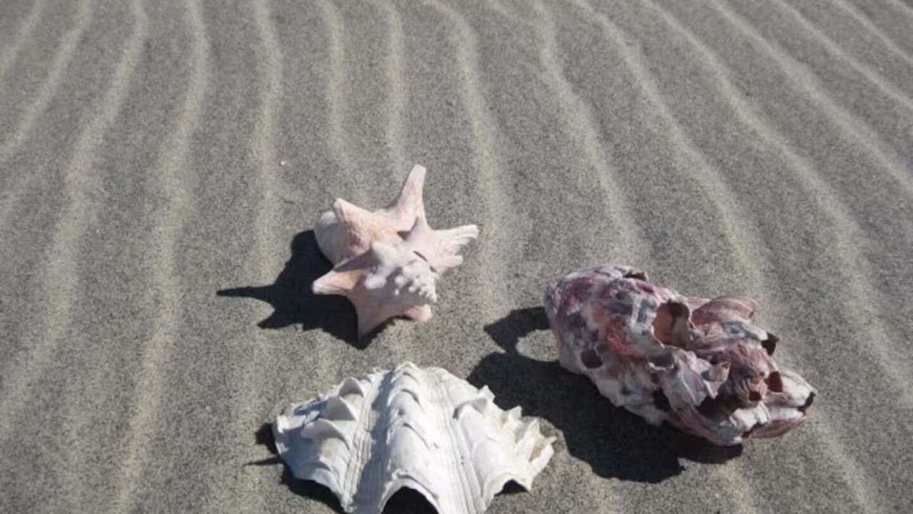 Photo of Others in Sea Bright