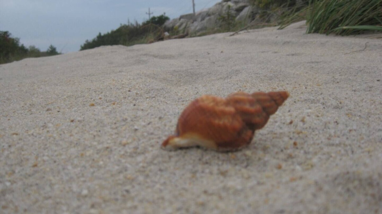 Photo of Others in Sea Bright