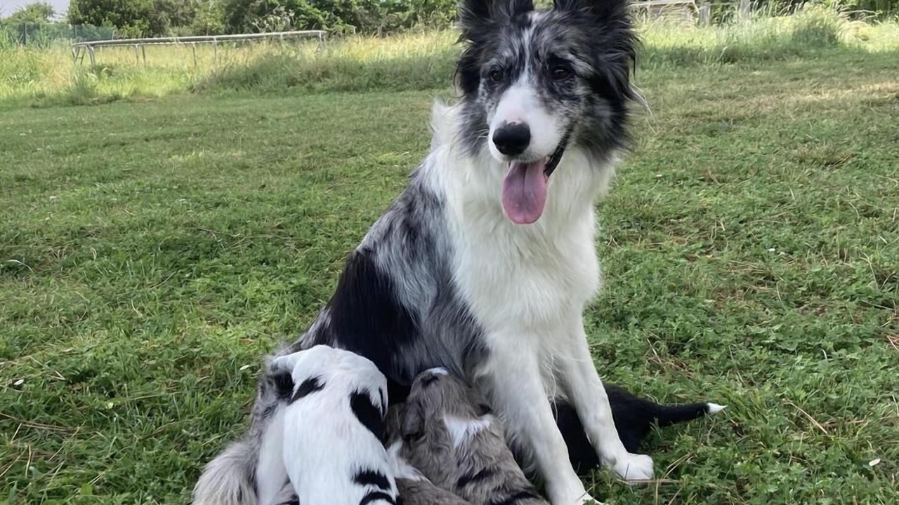 Photo of Others in Bonrepos-Riquet