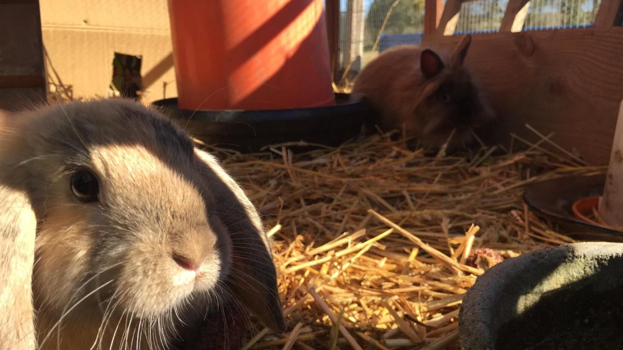 Photo of Others in Bonrepos-Riquet