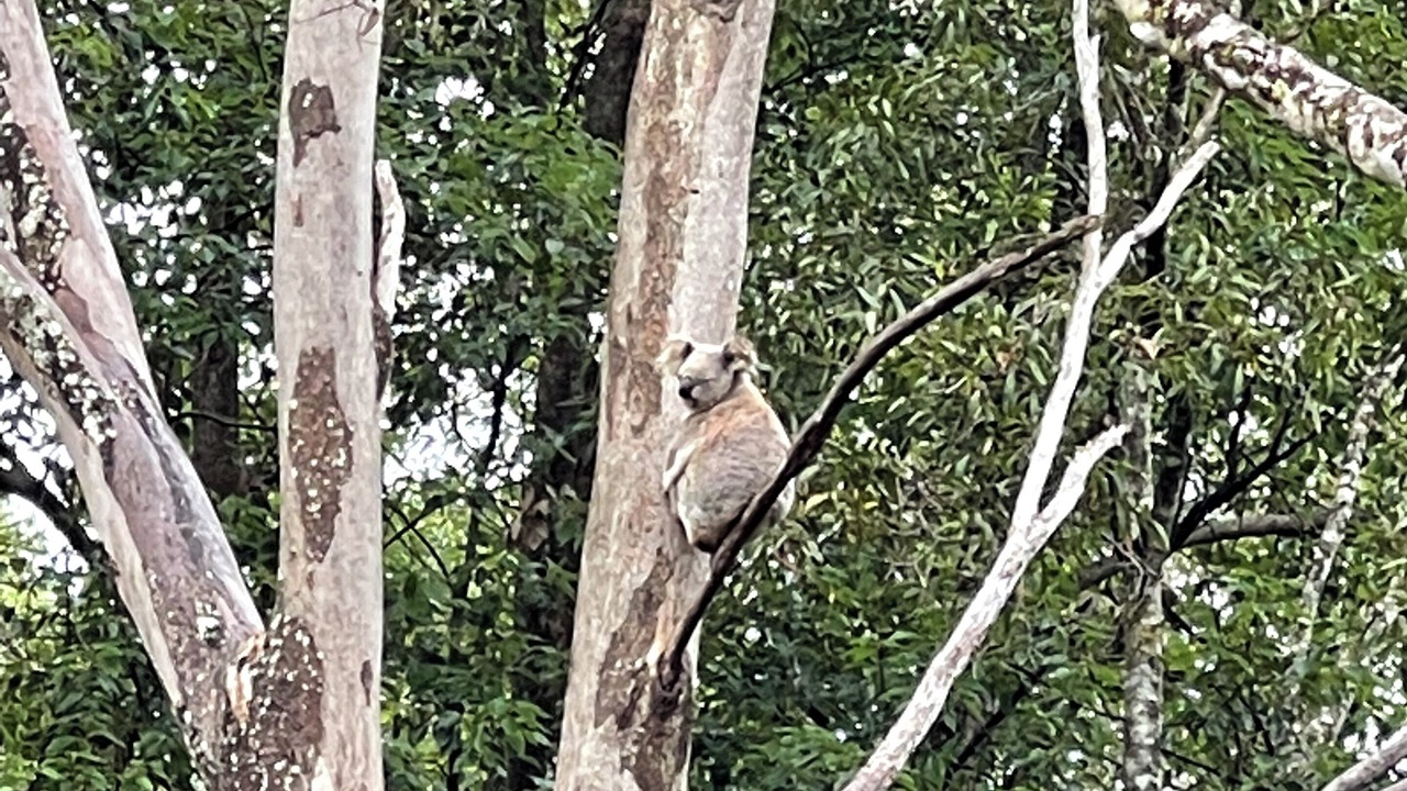 Photo of Others in Upper Coopers Creek
