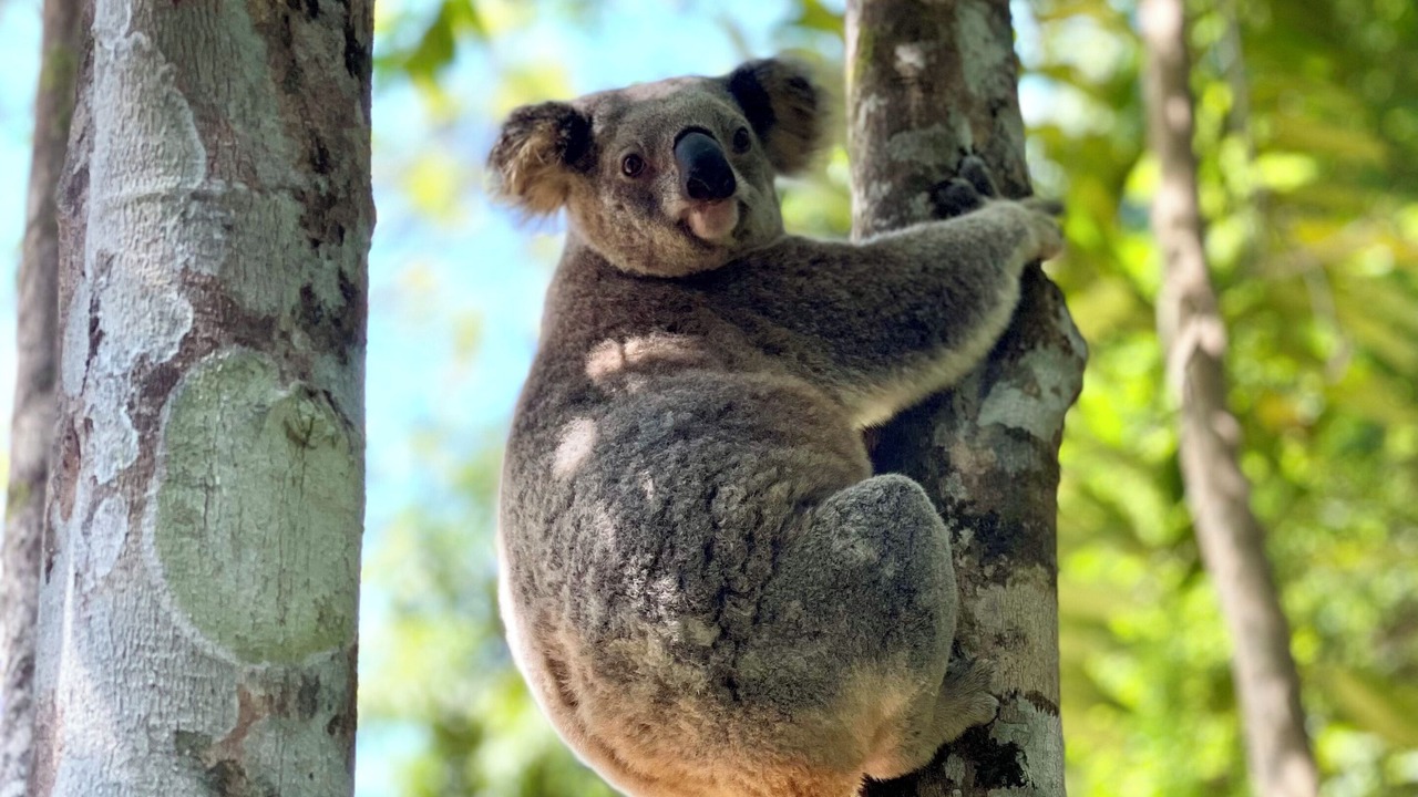 Photo of Others in Upper Coopers Creek