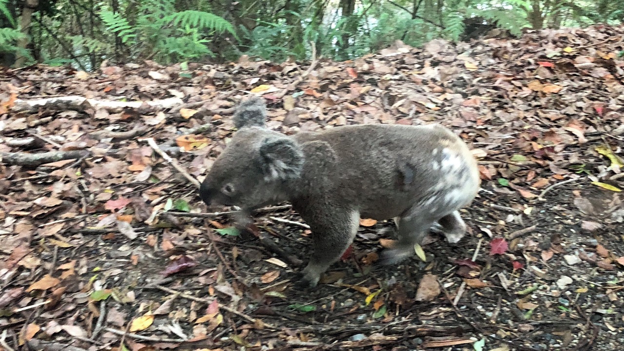 Photo of Others in Upper Coopers Creek