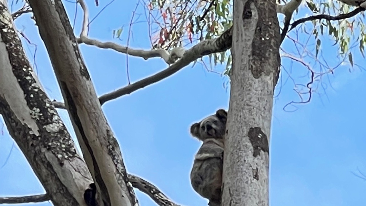 Photo of Others in Upper Coopers Creek