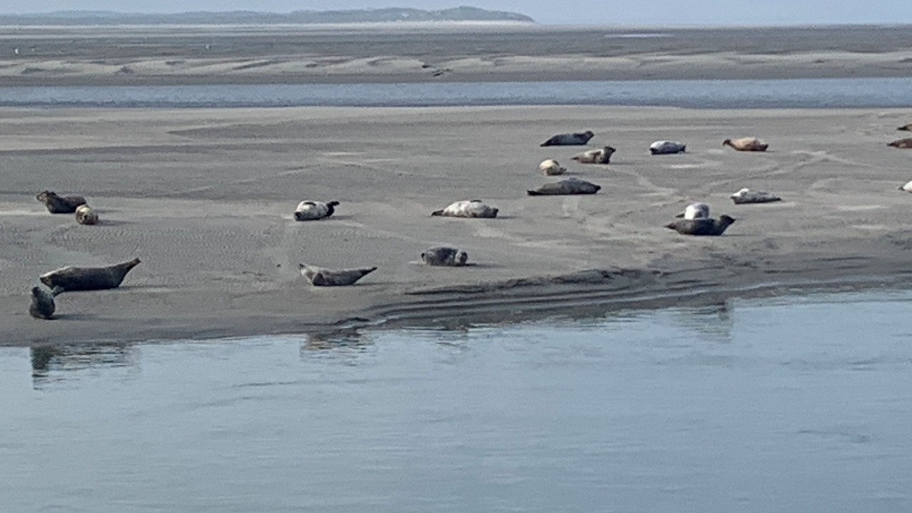 Photo of Others in Stella-Plage