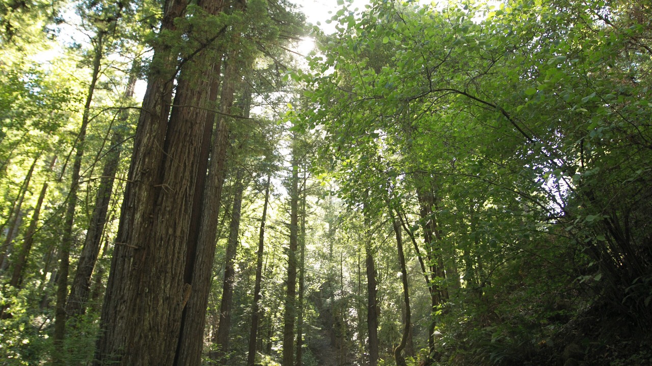 Photo of Others in Cazadero