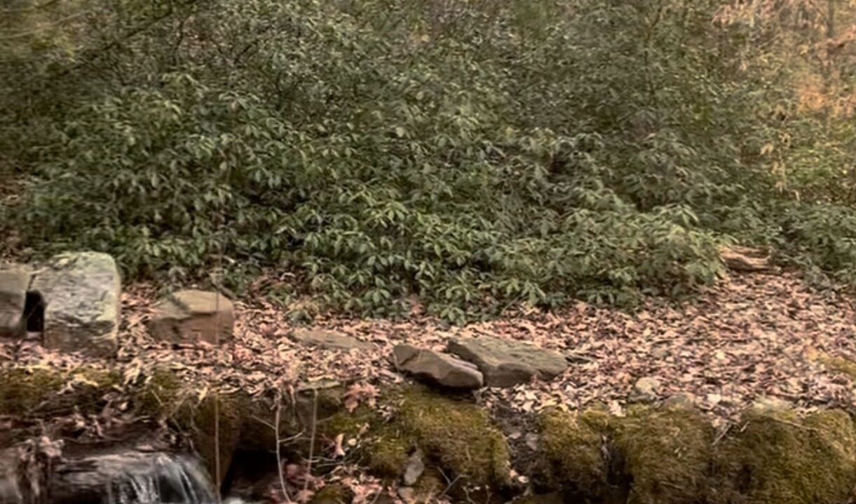 Photo of Others in Cocolamus