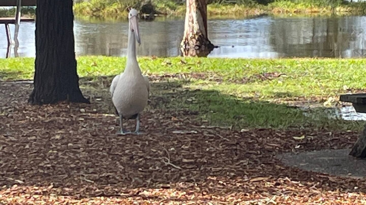 Photo of Others in Central Coast