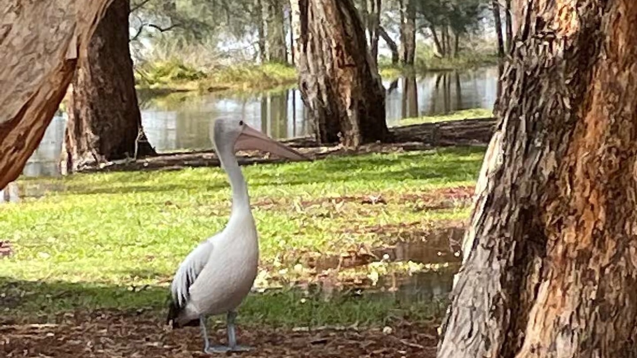 Photo of Others in Central Coast