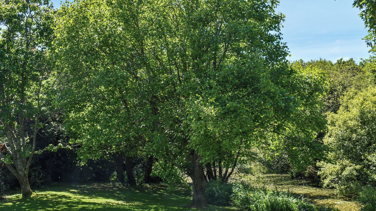 Photo of Others in Callington