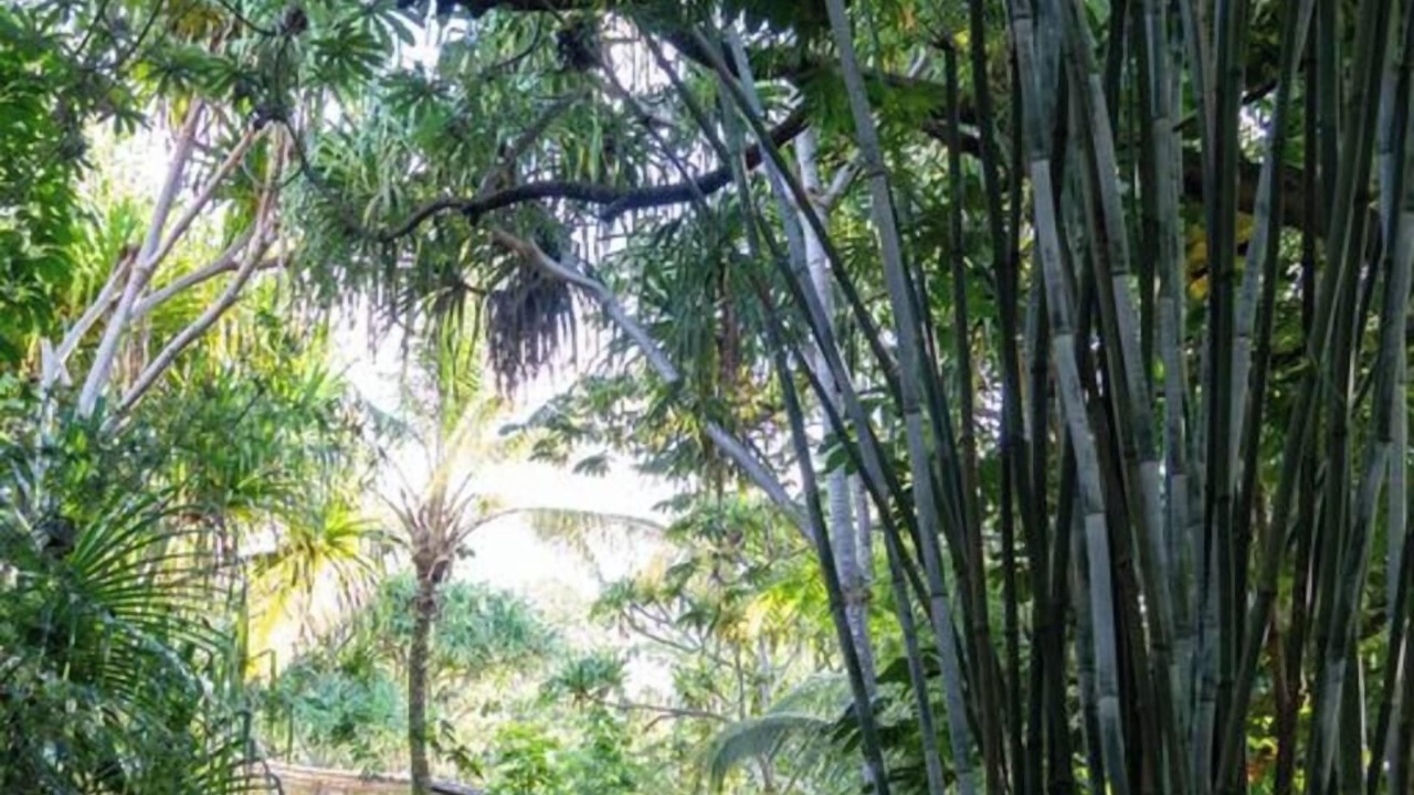 Photo of Others in Waa Waa