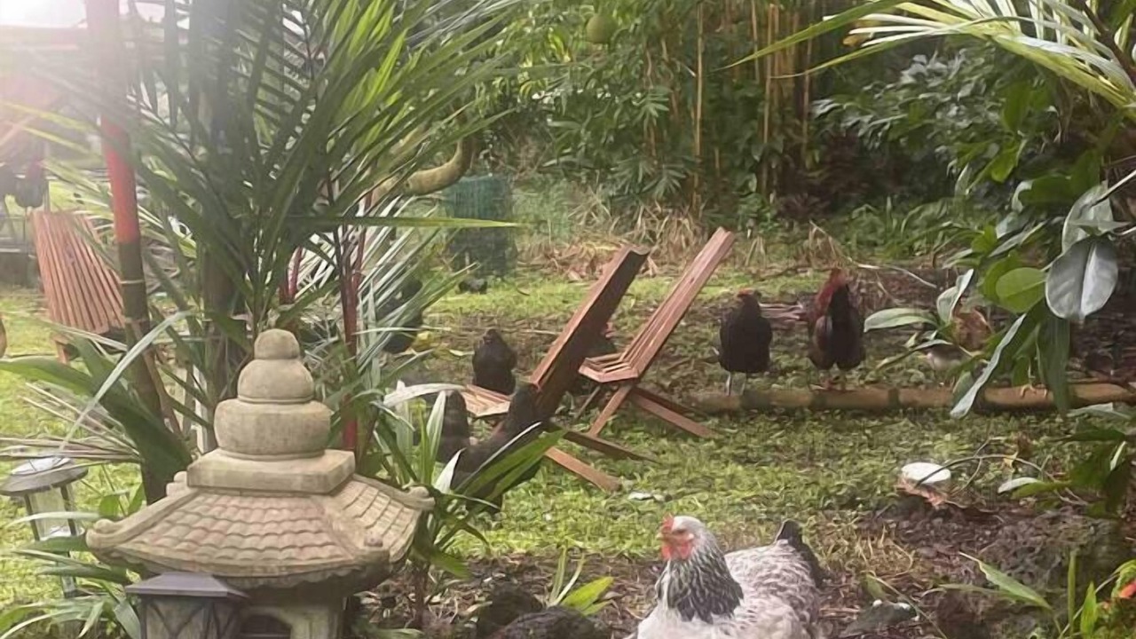 Photo of Others in Waa Waa