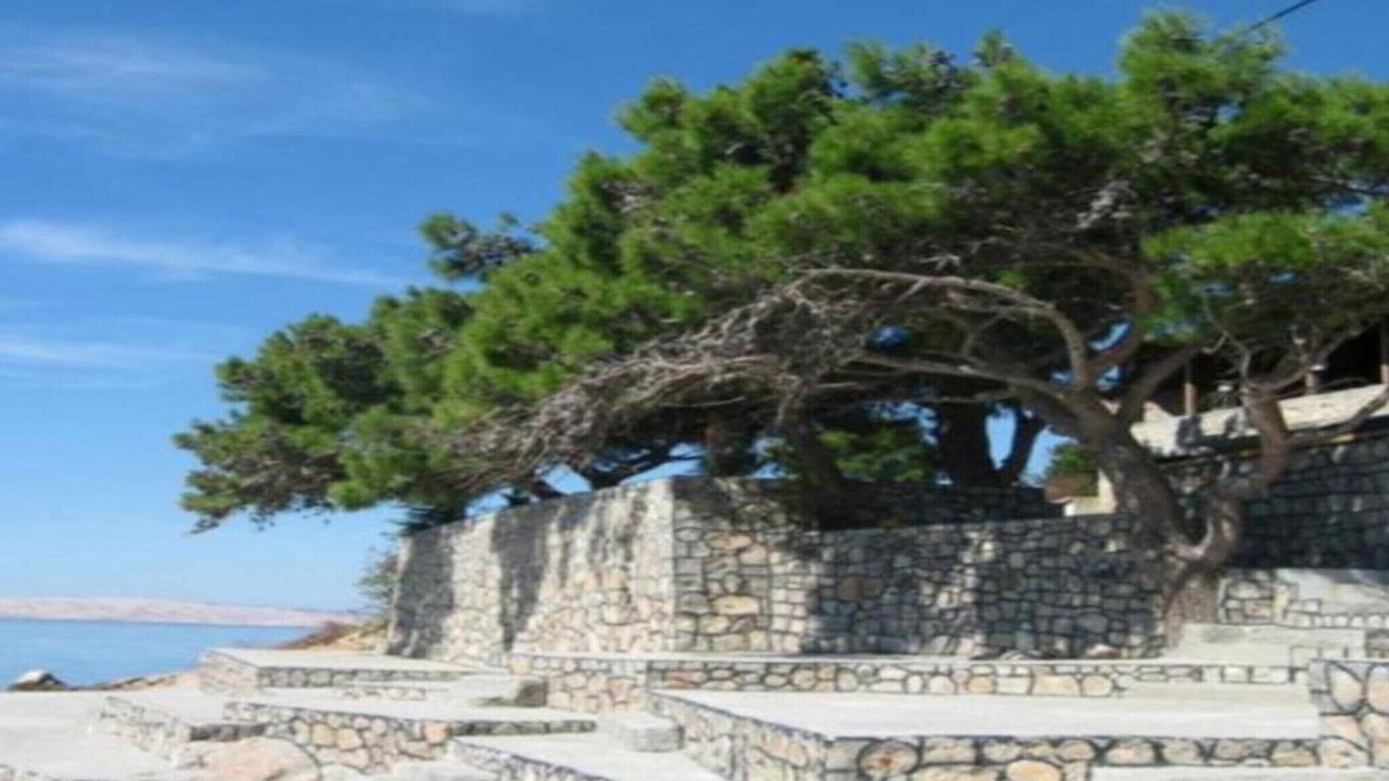 Photo of Others in Baric Draga