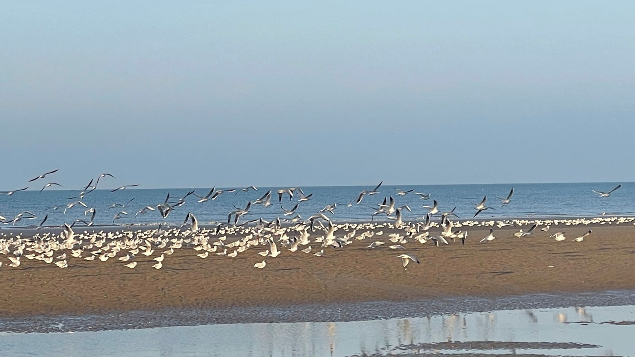 Photo of Others in Varaville