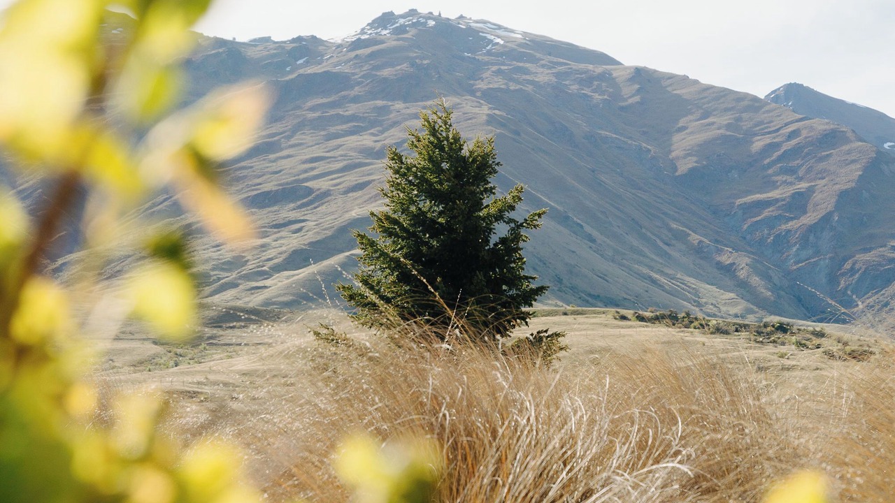Photo of Others in Cardrona