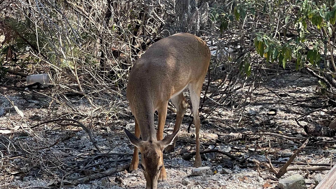 Photo of Others in Long Beach Estates