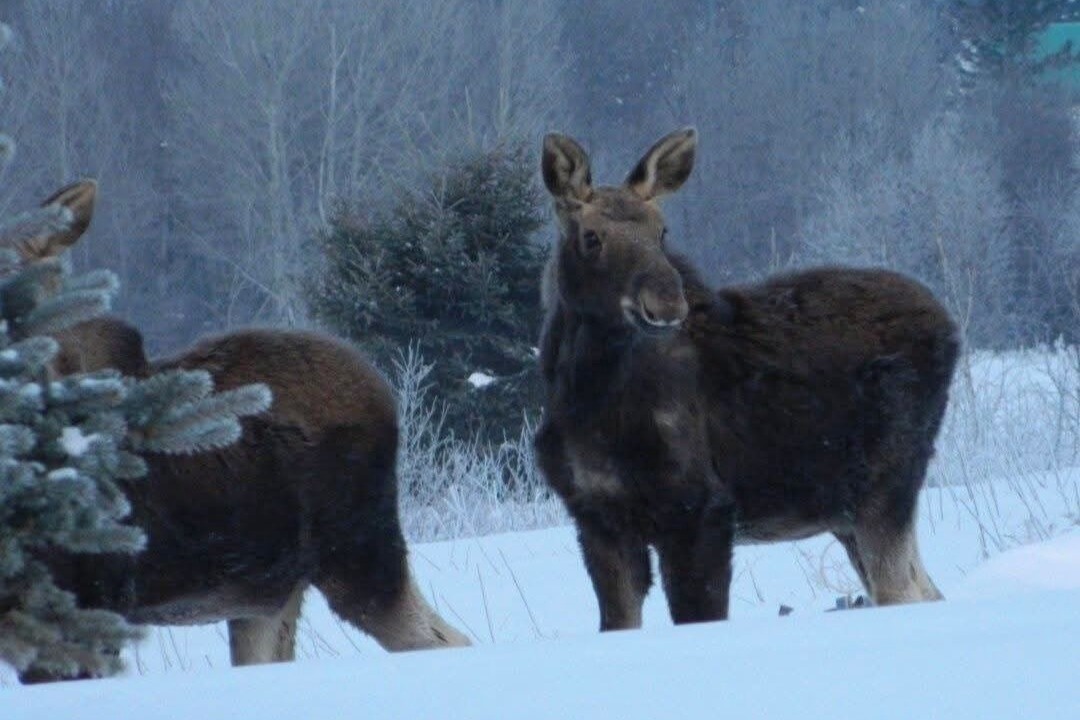 Photo of Others in Madawaska
