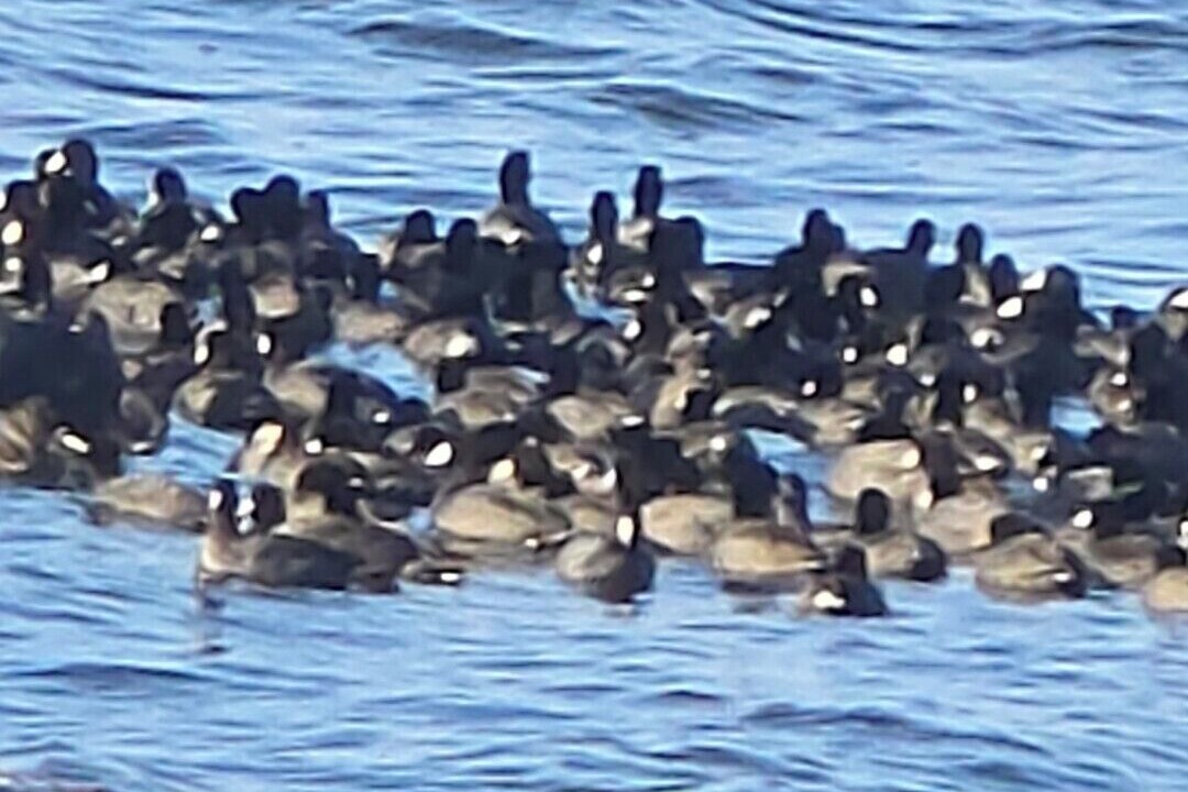 Photo of Others in Hornbeak