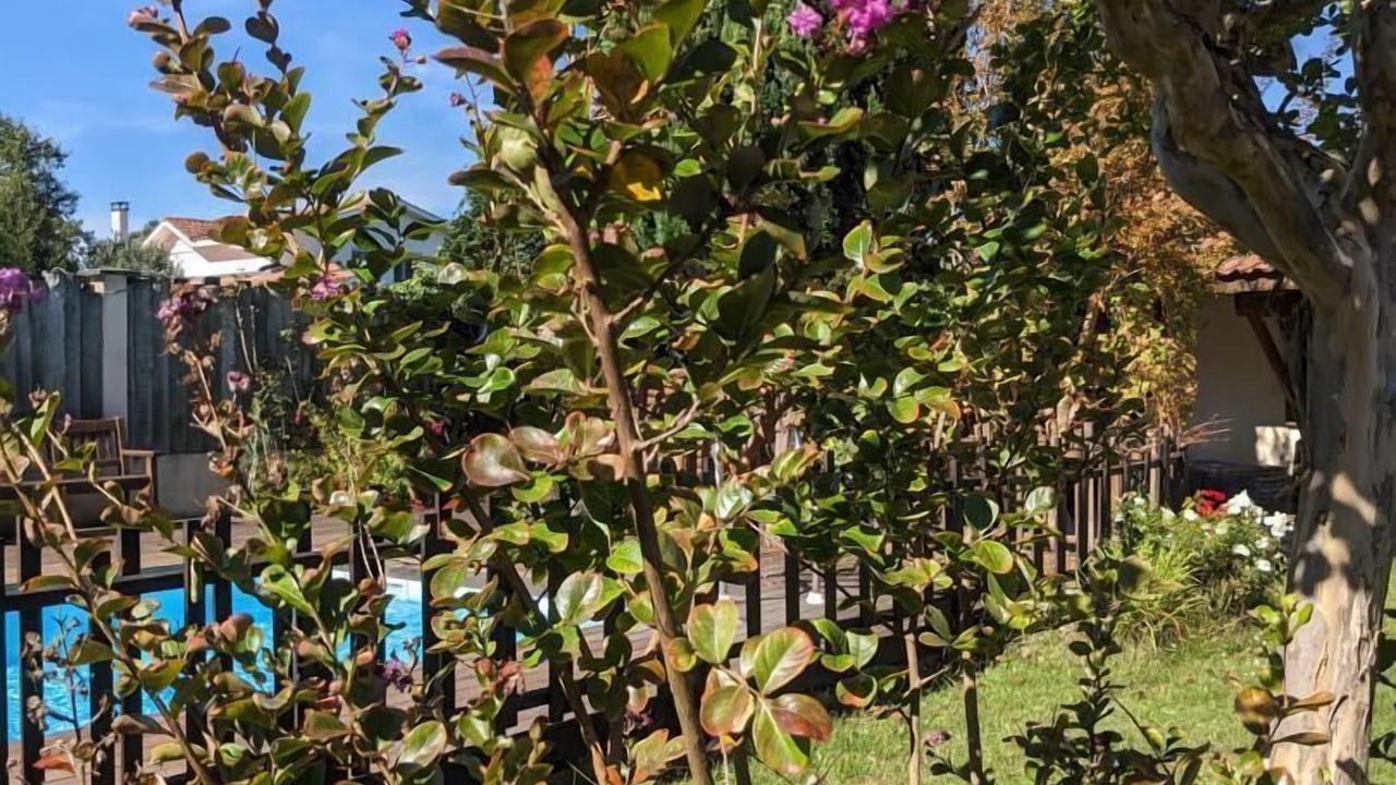 Photo of Outdoor in Sanguinet
