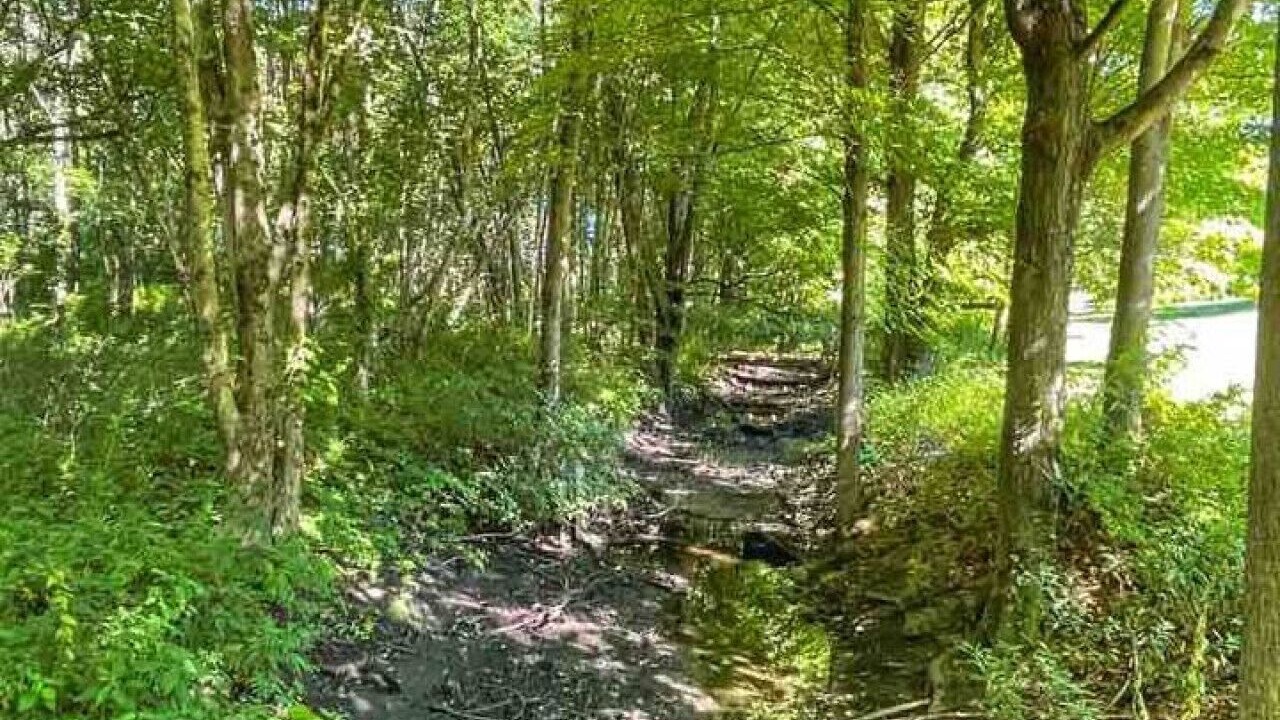 Photo of Others in Hyde Park