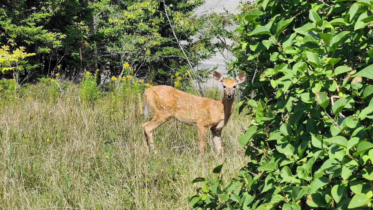 Photo of Others in Beaver Harbour