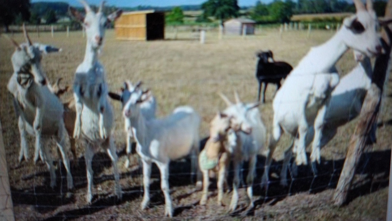 Photo of Others in Cerans-Foulletourte