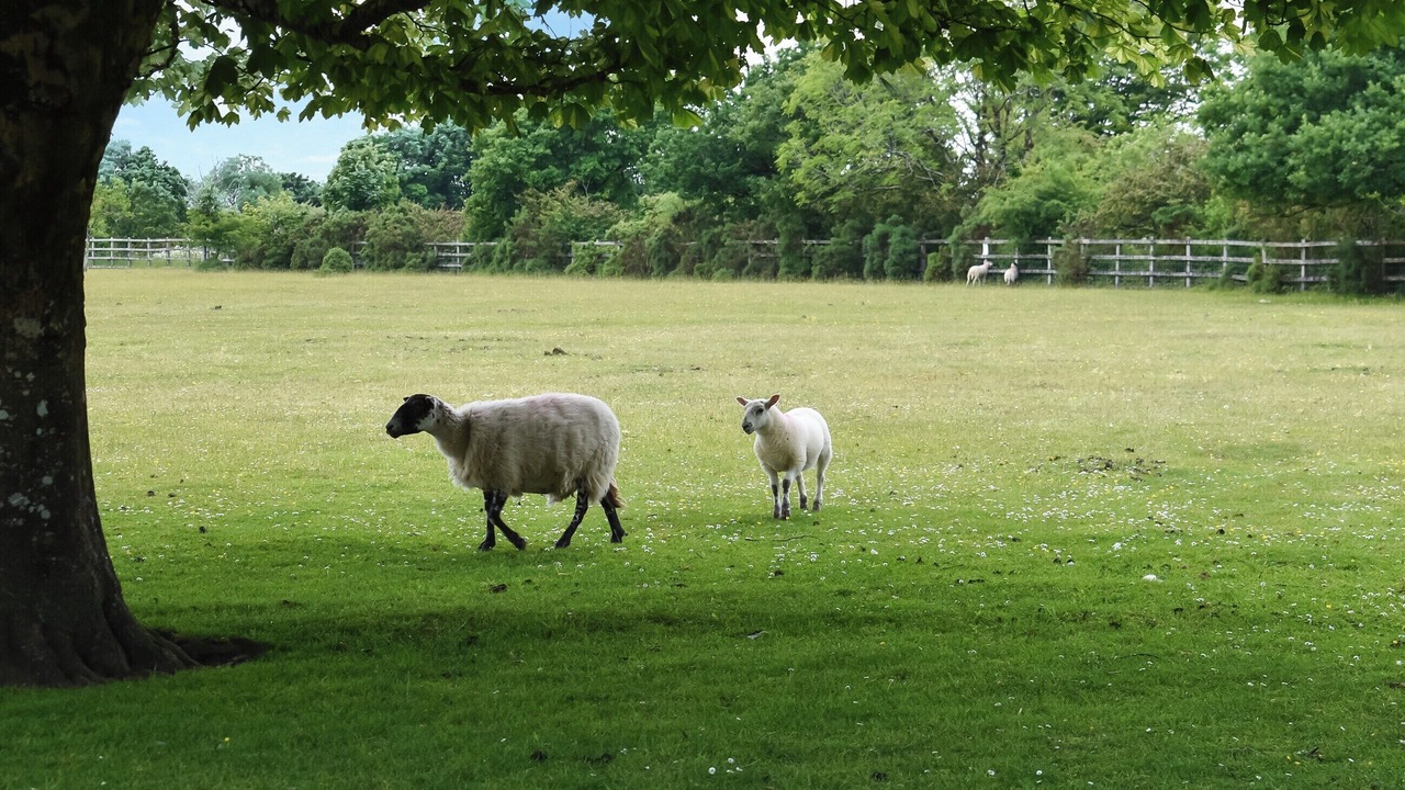 Photo of Others in Mary Tavy