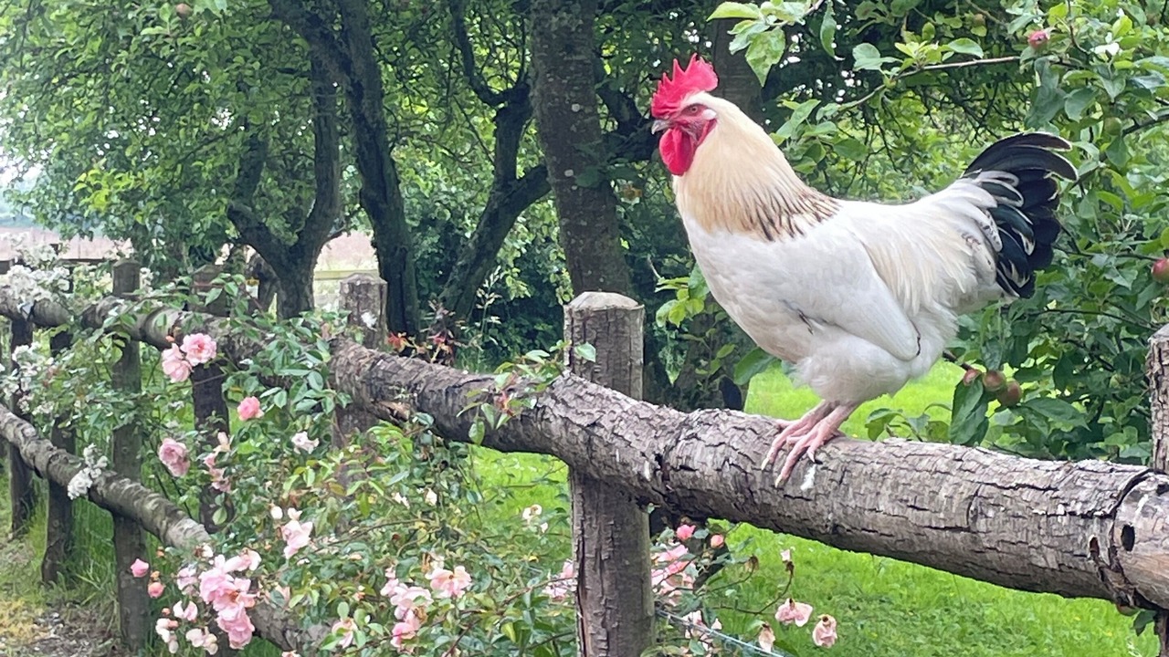 Photo of Others in Comblot