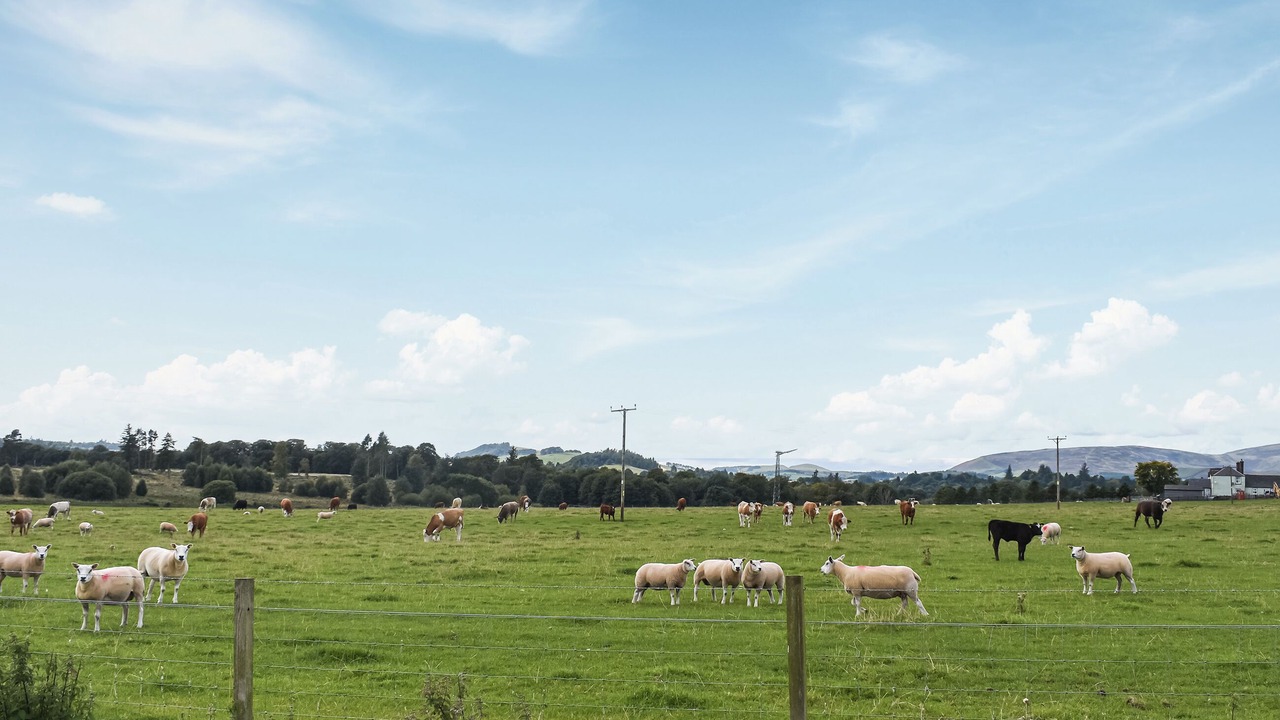 Photo of Others in Memus