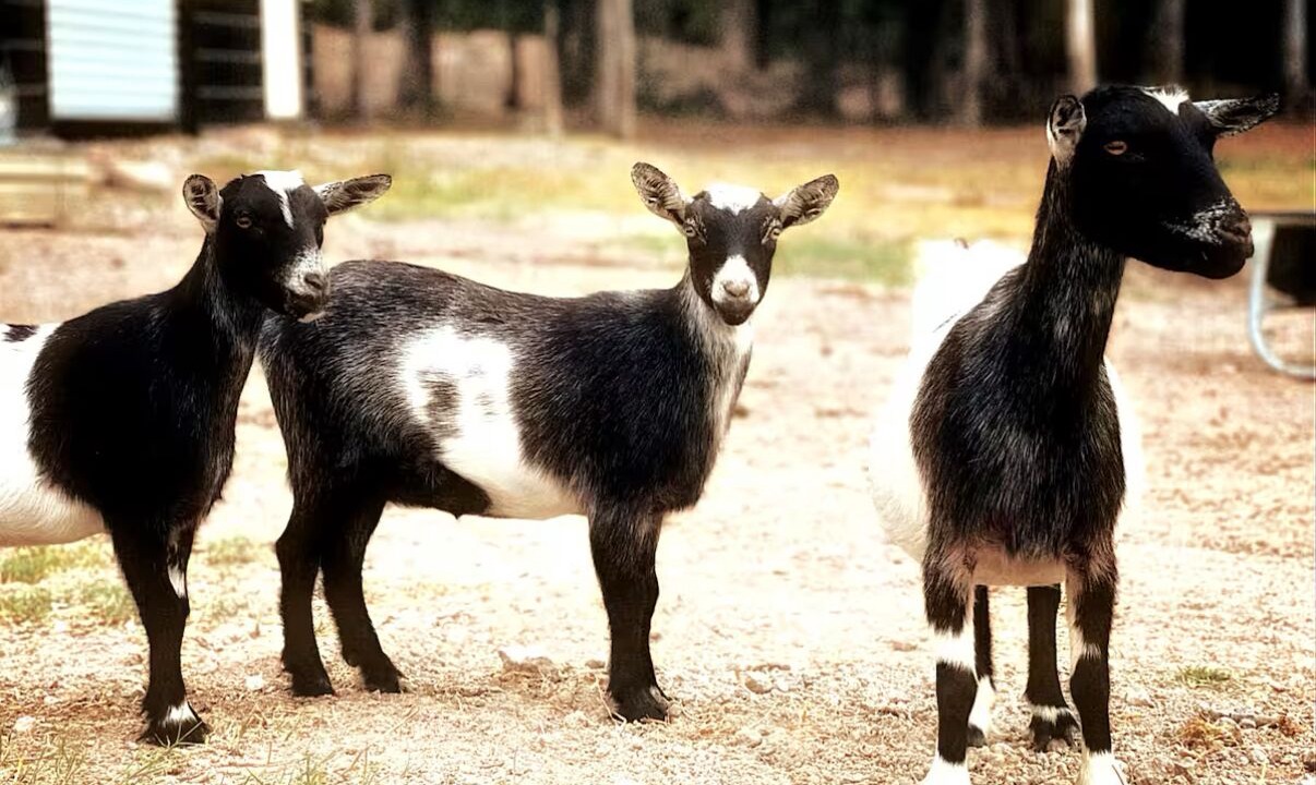 Photo of Others in Magnolia